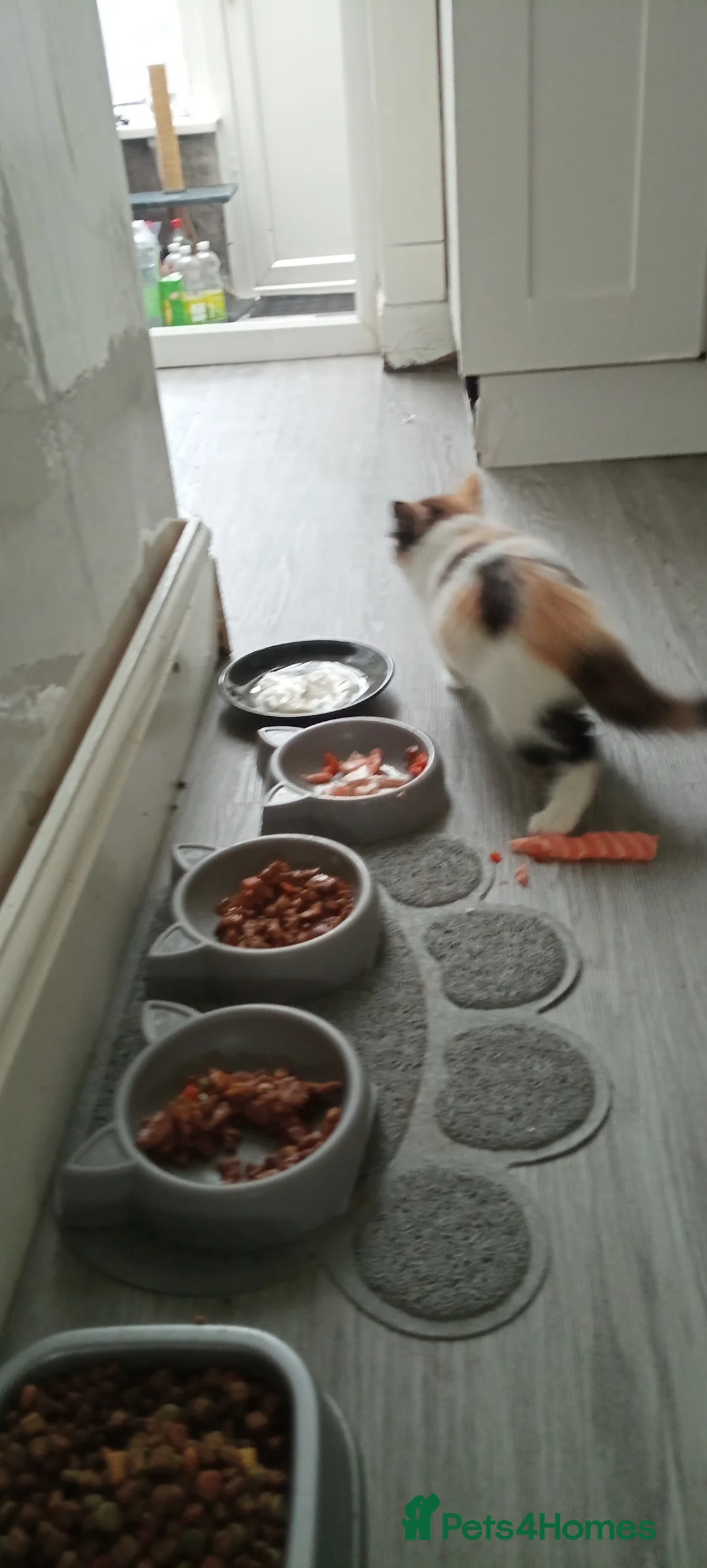 Mixed Breed cats for sale: Mini covs :D - Advert 18