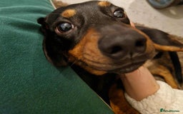 Chiweenie dogs for sale: Chihuahua cross dachshund for sale - Advert 1