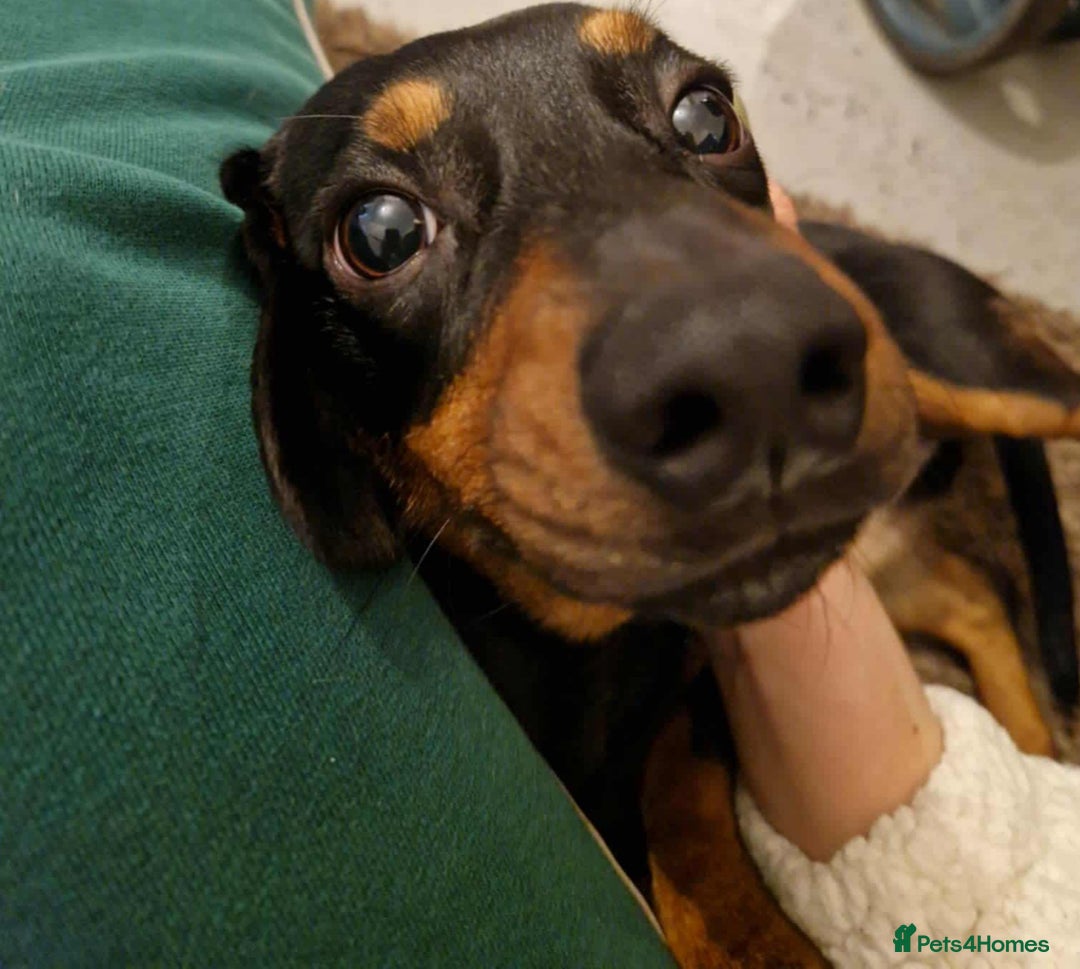 Chiweenie dogs for sale: Chihuahua cross dachshund for sale - Advert 1