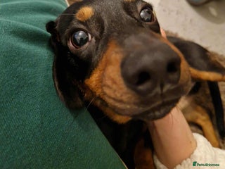 Chiweenie dogs Chihuahua cross dachshund for sale - Advert 13