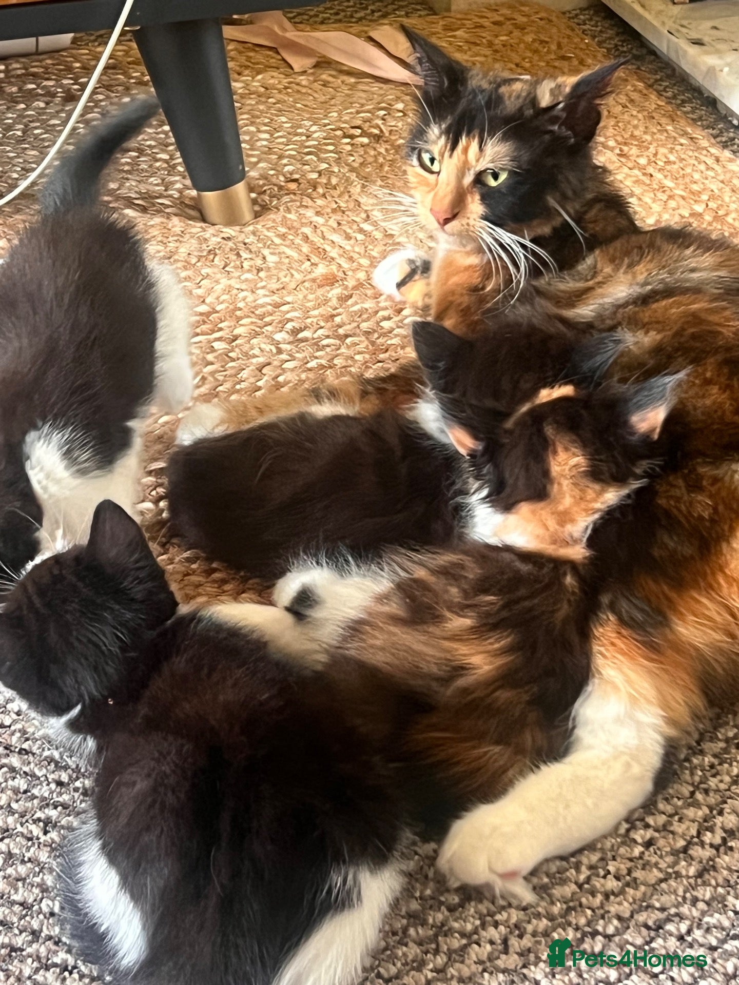 Mixed Breed cats Gorgeous kittens  - Advert 9