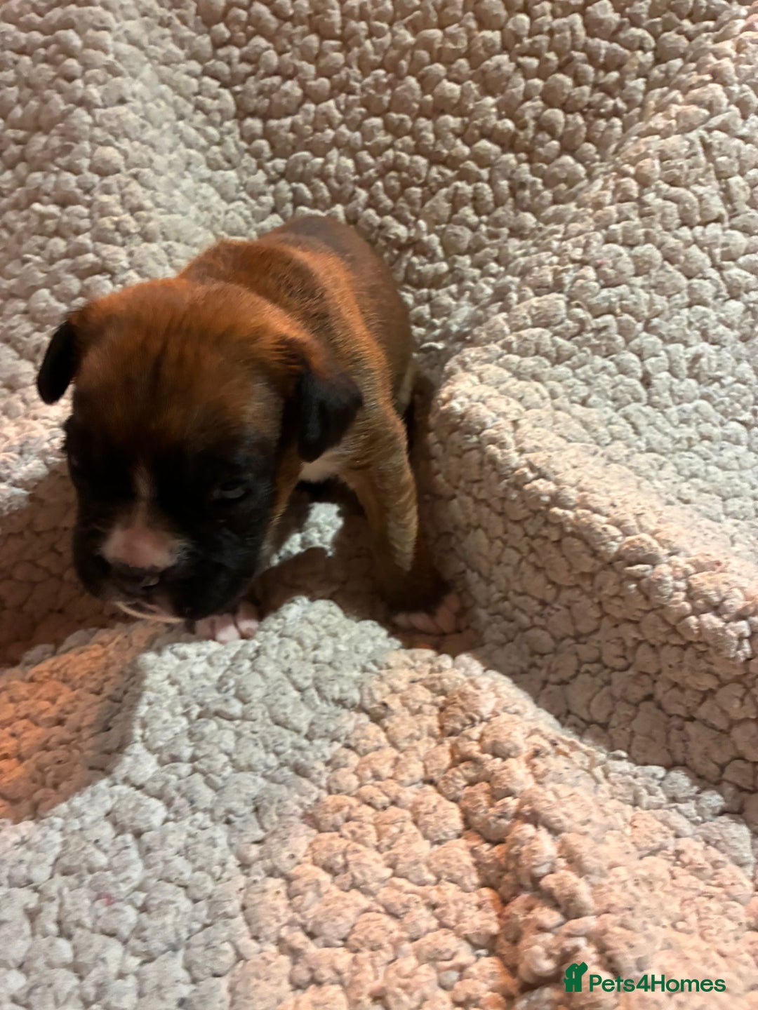 Boxer dogs for sale: Kc ref boxers bobtail pups available  - Advert 12
