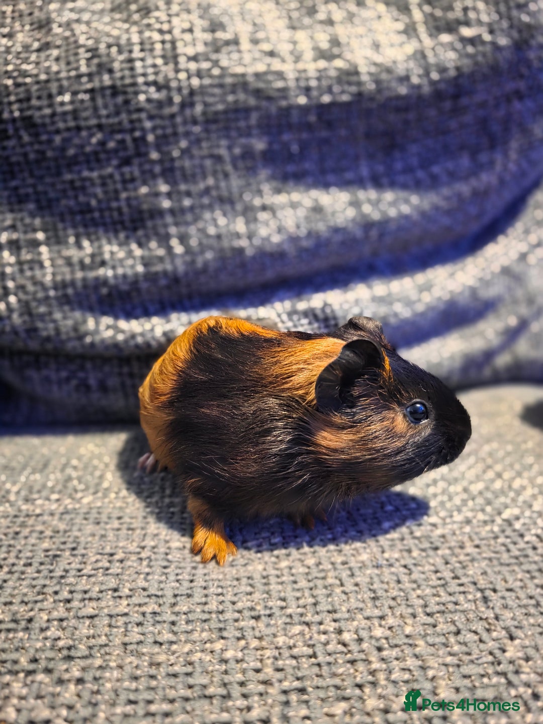 Guinea Pig rodents for sale: Boar/male guinea pigs in Weymouth - Advert 7