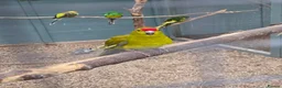 Parakeets birds for sale: Young Kakarikis For Sale - Advert 5