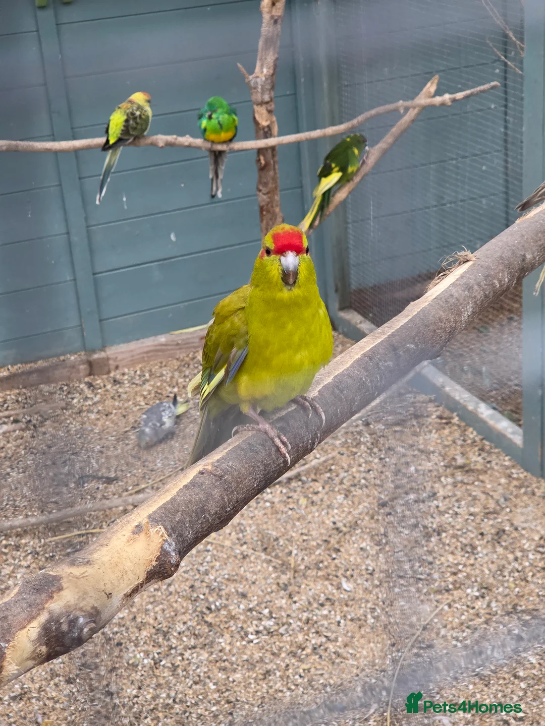 Parakeets birds for sale: Young Kakarikis For Sale - Advert 5