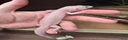 Bearded Dragon reptiles for sale: Bearded dragon babies  - Advert 7