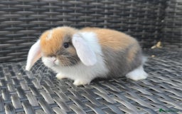 Mini Lop rabbits for sale: Cute Mini Lop Bunnies - Image 8