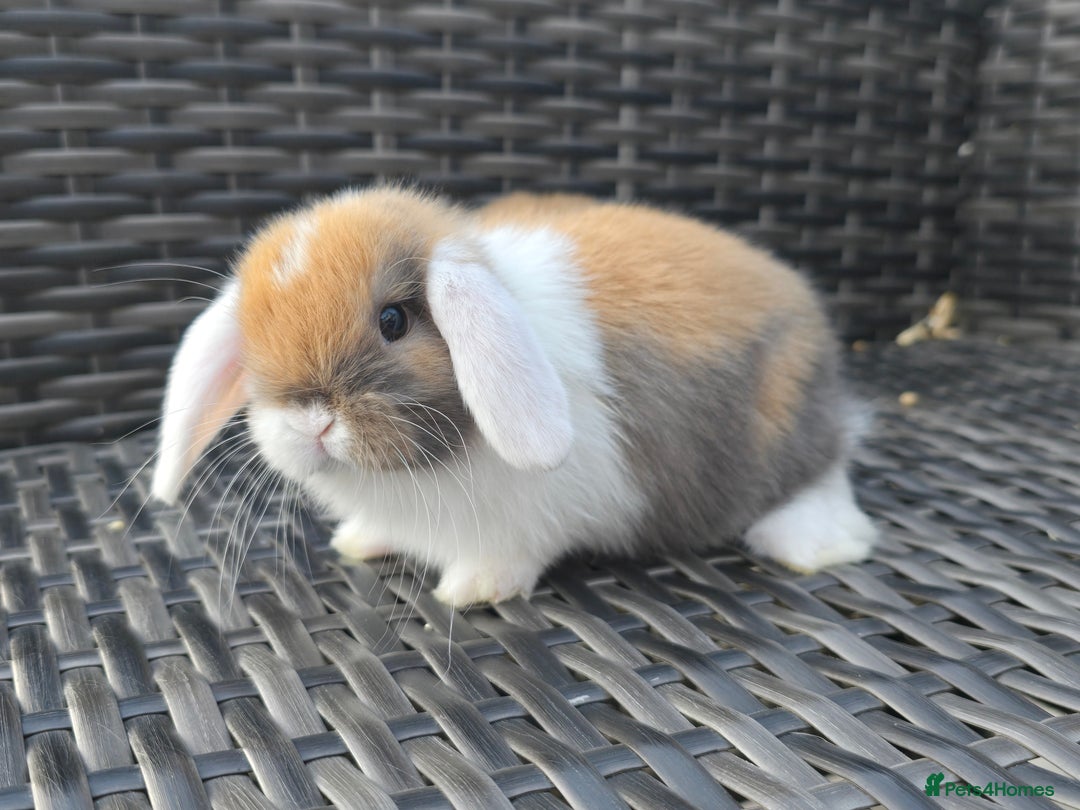 Mini Lop rabbits for sale: Cute Mini Lop Bunnies - Image 8