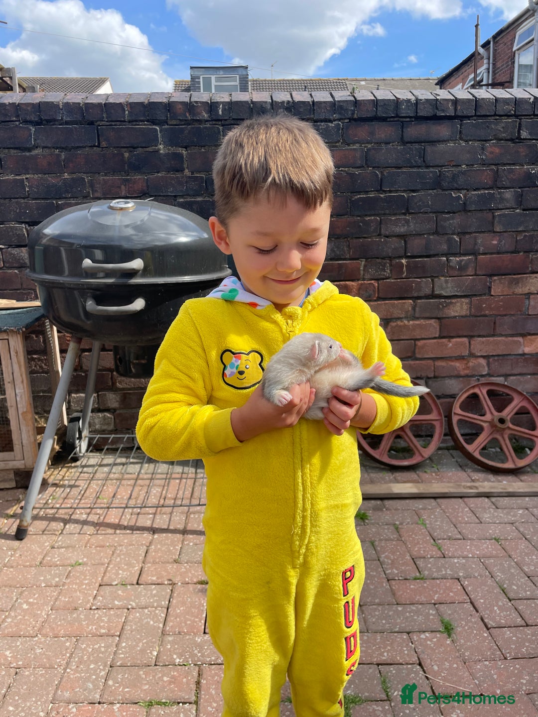 Ferret rodents for sale: Ferret Kits - Image 35
