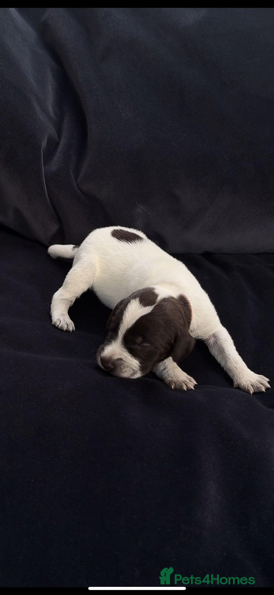 German Wirehaired Pointer dogs for sale: Beautiful GWP's for sale KC Registered - Image 16