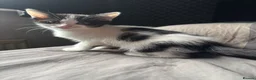 Mixed Breed cats for sale: 4 kittens - Advert 1