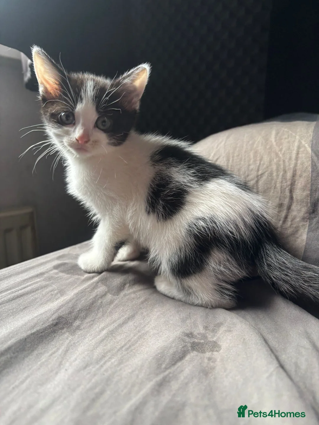 Mixed Breed cats for sale: 4 kittens - Advert 1