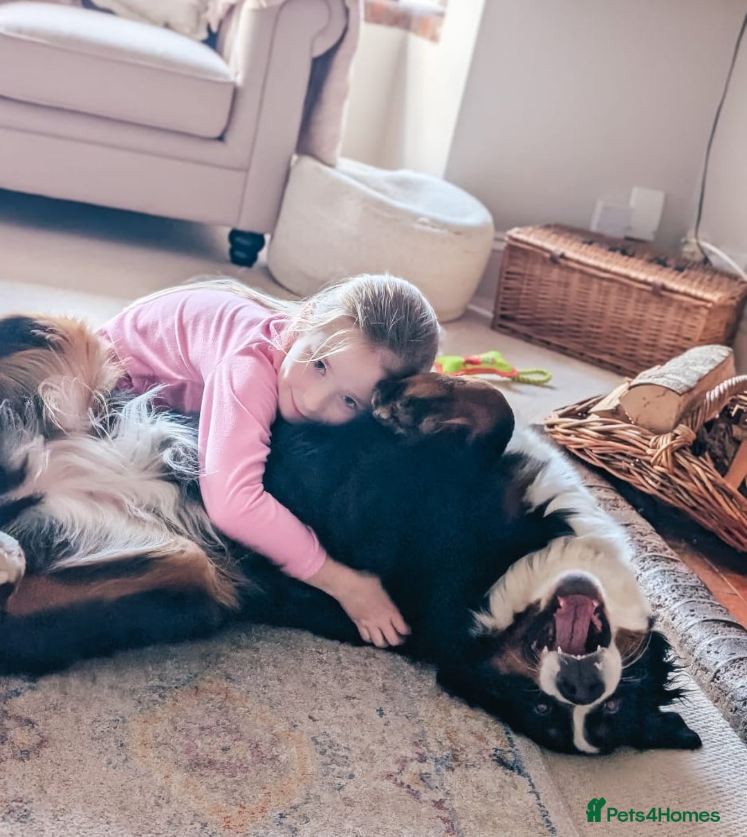 Bernese Mountain Dog dogs for sale: 1yr old female Bernese mountain dog  - Advert 6