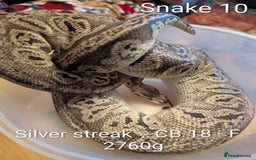 Python Snake reptiles for sale: Snakes for sale - Image 11