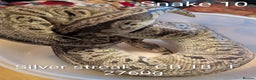 Python Snake reptiles for sale: Snakes for sale - Advert 10