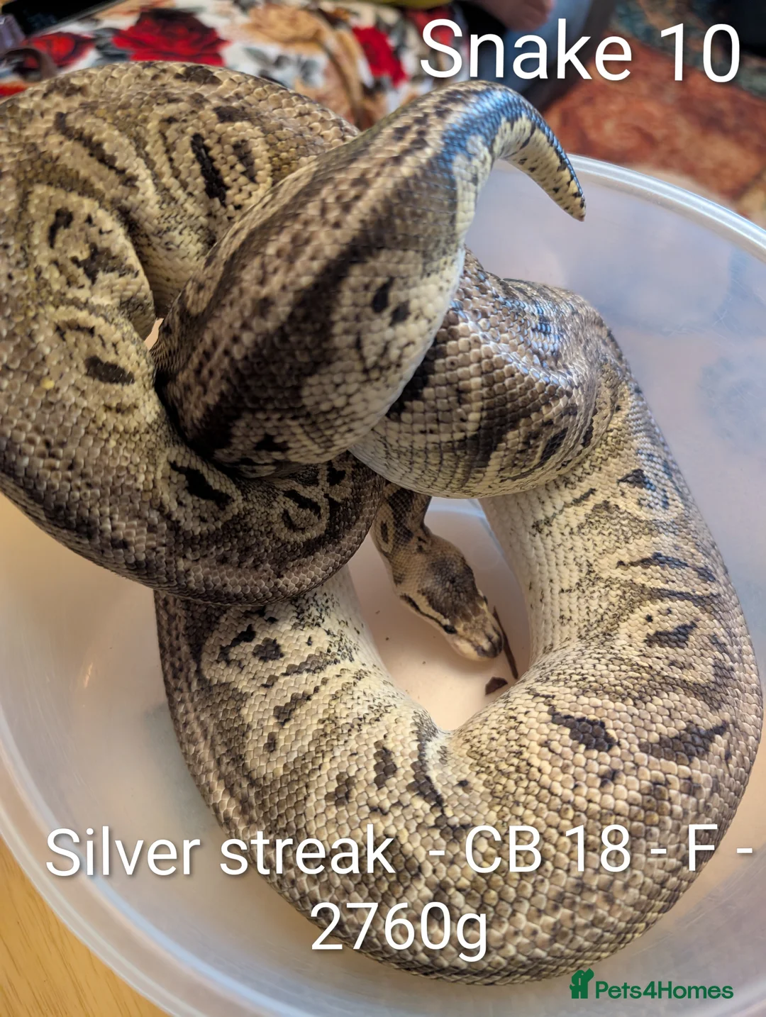 Python Snake reptiles for sale: Royal Pythons for sale - Advert 11