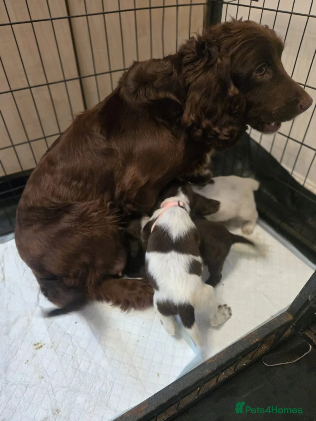 Cocker Spaniel dogs for sale: Stunning Cocker spaniel  - Advert 2