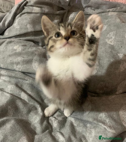 Mixed Breed cats Half Siberian Kittens, One Girl Left - Advert 2