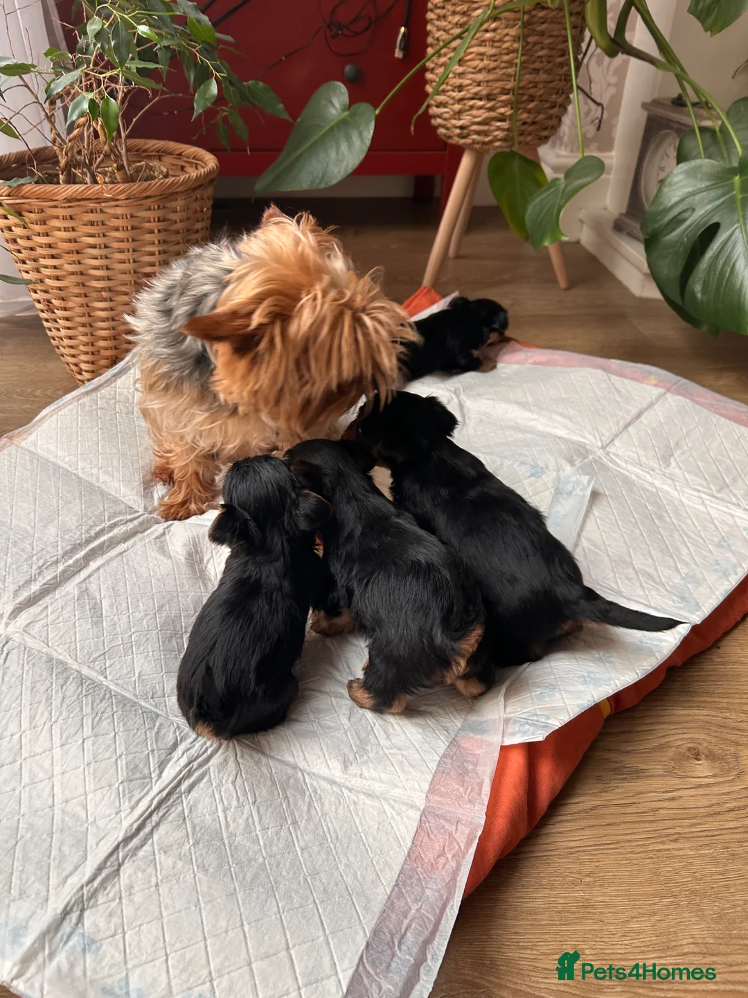 Yorkshire Terrier dogs for sale: Beautiful Yorkshire terrier puppies - Advert 16