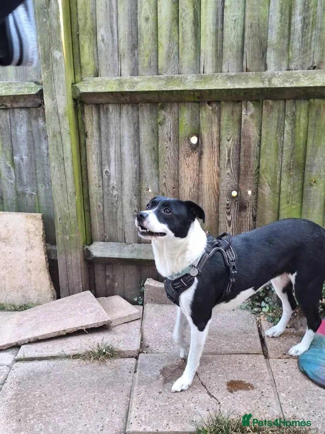 Mixed Breed dogs for adoption: Meet Beth, currently residing in Kent in Frinton-on-Sea - Advert 2