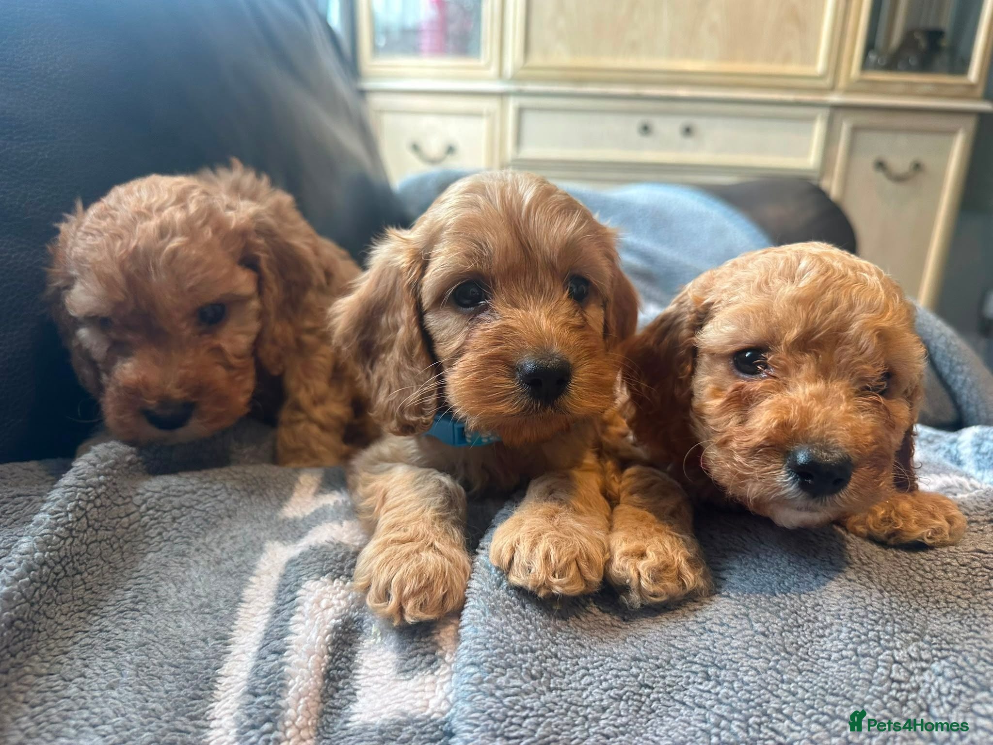 Cockapoo dogs F1 4 cockapoo girl puppies ready 14th August  - Advert 1