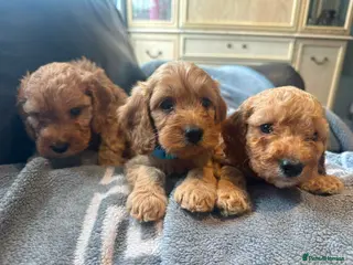 Cockapoo dogs F1 4 cockapoo girl puppies ready 14th August - Advert 3