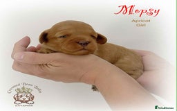 Cavapoo dogs for sale: Beautiful F1 Cavapoo Puppies - Image 5