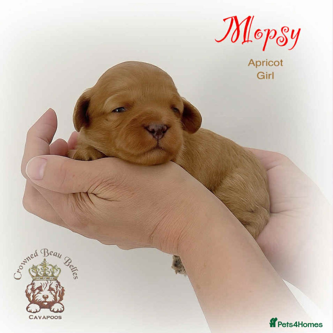 Cavapoo dogs for sale: Beautiful F1 Cavapoo Puppies - Image 5