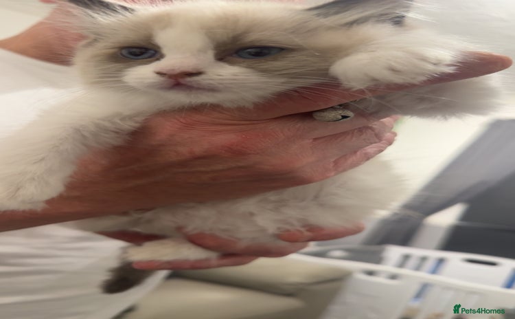 Ragdoll cats - Advert 8