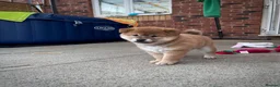 Japanese Shiba Inu dogs for sale: KC registered Japanese Shiba Inu puppies - Advert 34