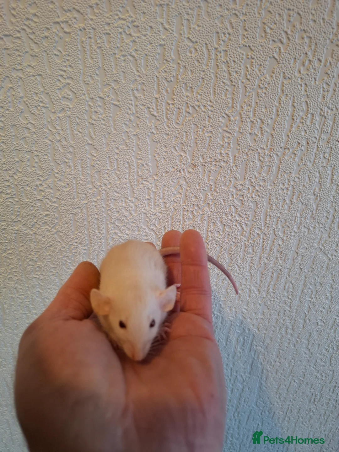 Rat rodents for sale: DWARF RATS - Advert 1