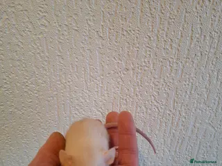 Rat rodents DWARF RATS - Advert 1