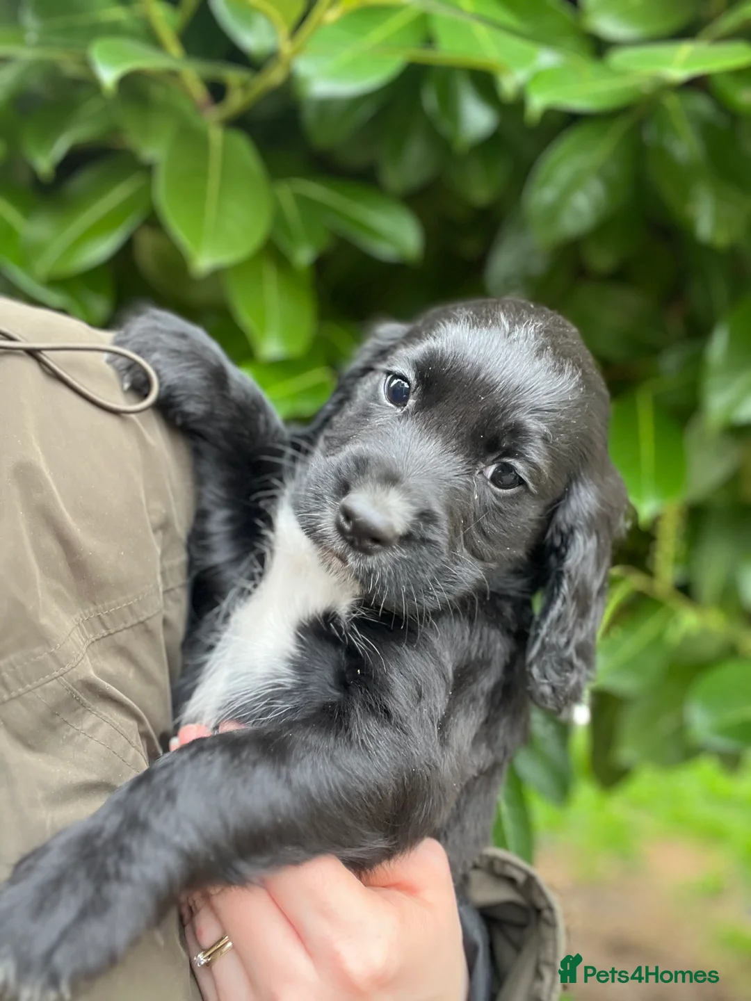 Cocker Spaniel dogs for sale: Cocker spaniel  - Advert 2