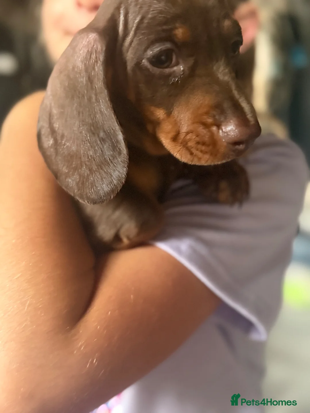 Dachshund dogs for sale: Mini dachshund puppys in Stoke-on-Trent - Advert 17