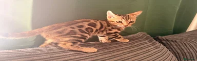 Male - Cash