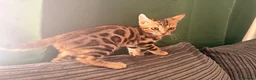 Bengal cats for sale: Two Bengal kittens READY  - Advert 4