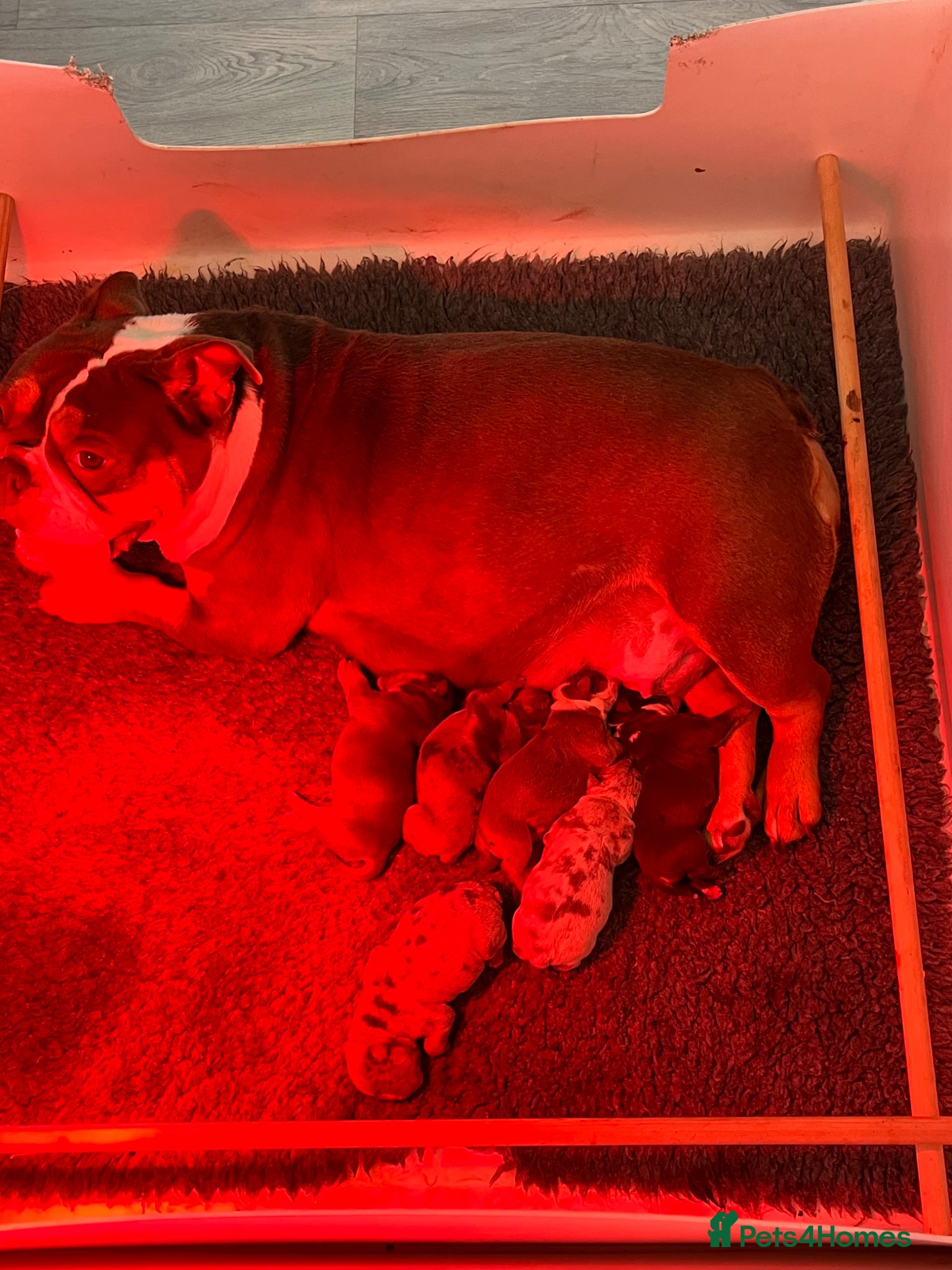 Olde English Bulldogge dogs RAINBOW OLD ENGLISH LITTER !!! - Advert 3