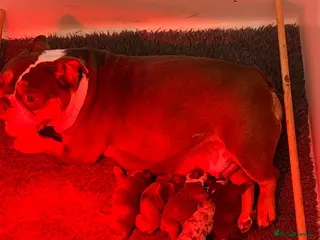 Olde English Bulldogge dogs RAINBOW OLD ENGLISH LITTER !!! - Advert 17