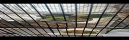 Budgerigars birds for sale: 2 beautiful male budgies in King's Lynn - Advert 5