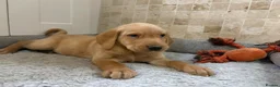 Labrador Retriever dogs for sale: Quality Kc Fully Health Tested Labrador Puppies  - Advert 4