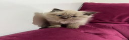 Ragdoll cats for sale: Beautiful Ragdoll Kittens Available  - Advert 9
