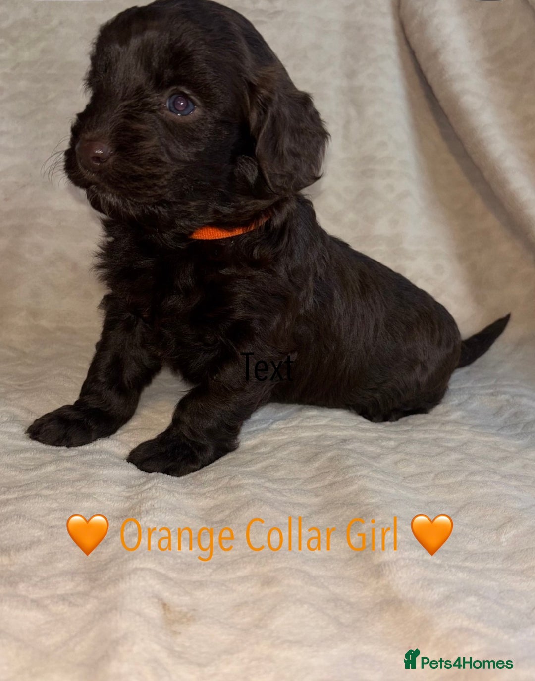 Cavapoo dogs for sale: 🐶 F1 CAVAPOO PUPPIES HEALTH TESTED PARENTS 🐶 - Advert 4