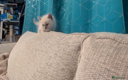 Ragdoll cats for sale: 5 Ragdoll Kittens for Sale - Image 20