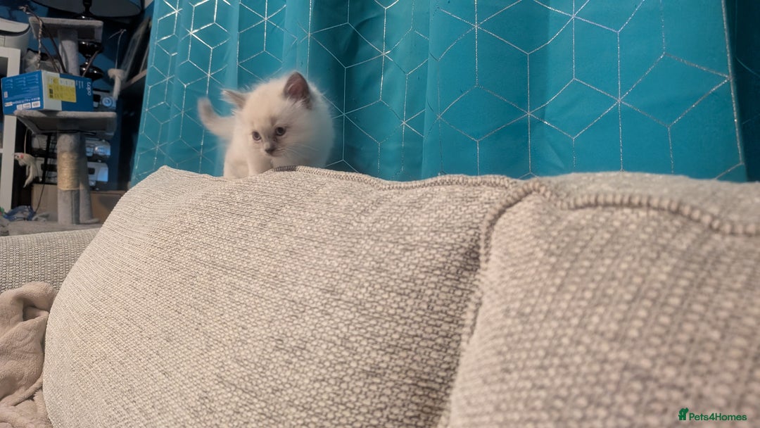 Ragdoll cats for sale: 5 Ragdoll Kittens for Sale - Image 20