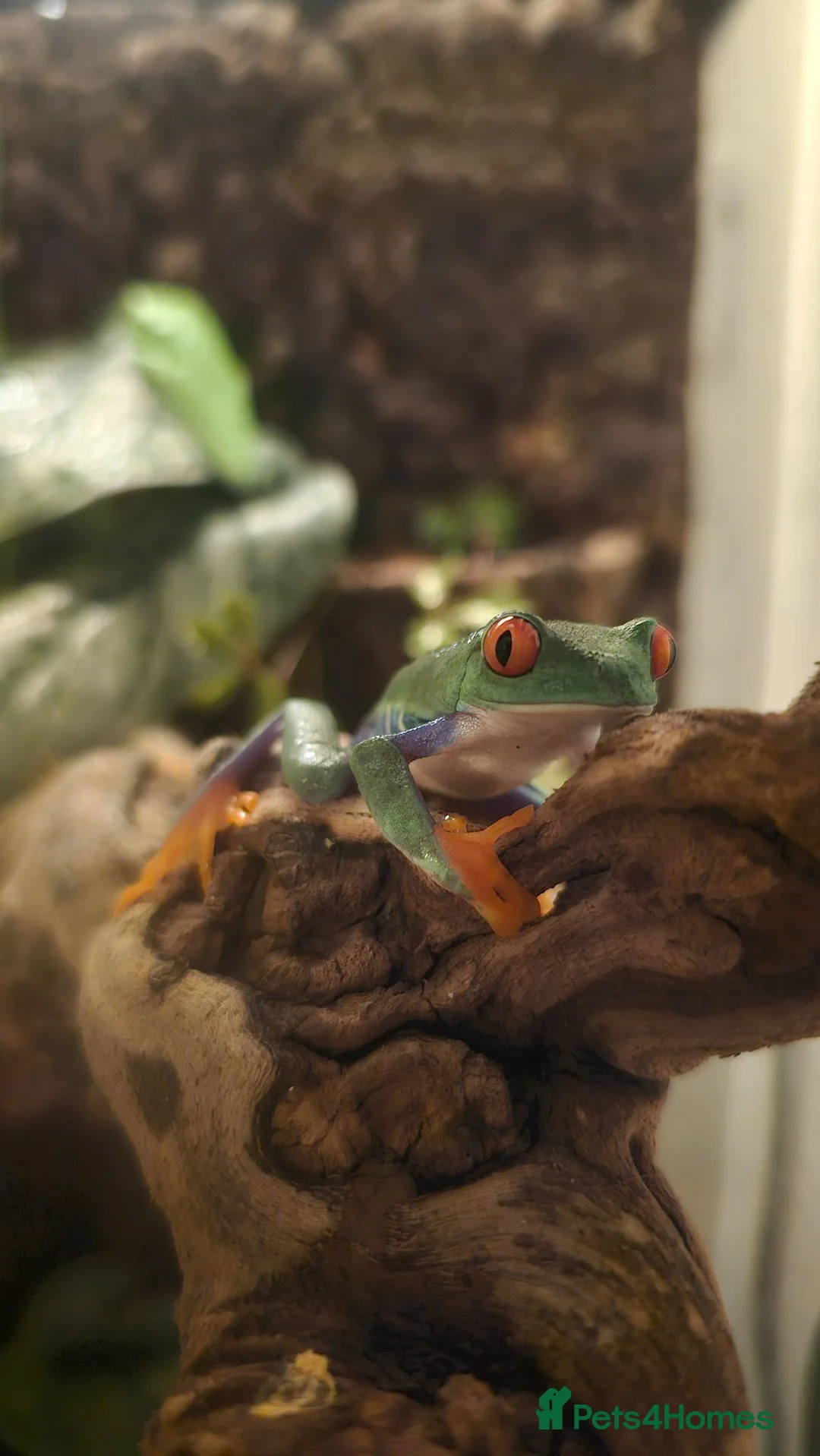 Frog reptiles for sale: Red-eyed tree frogs & established enclosure in Cambridge - Advert 7