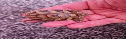 Hermann Tortoise reptiles for sale:  hermanns tortoise - Advert 2