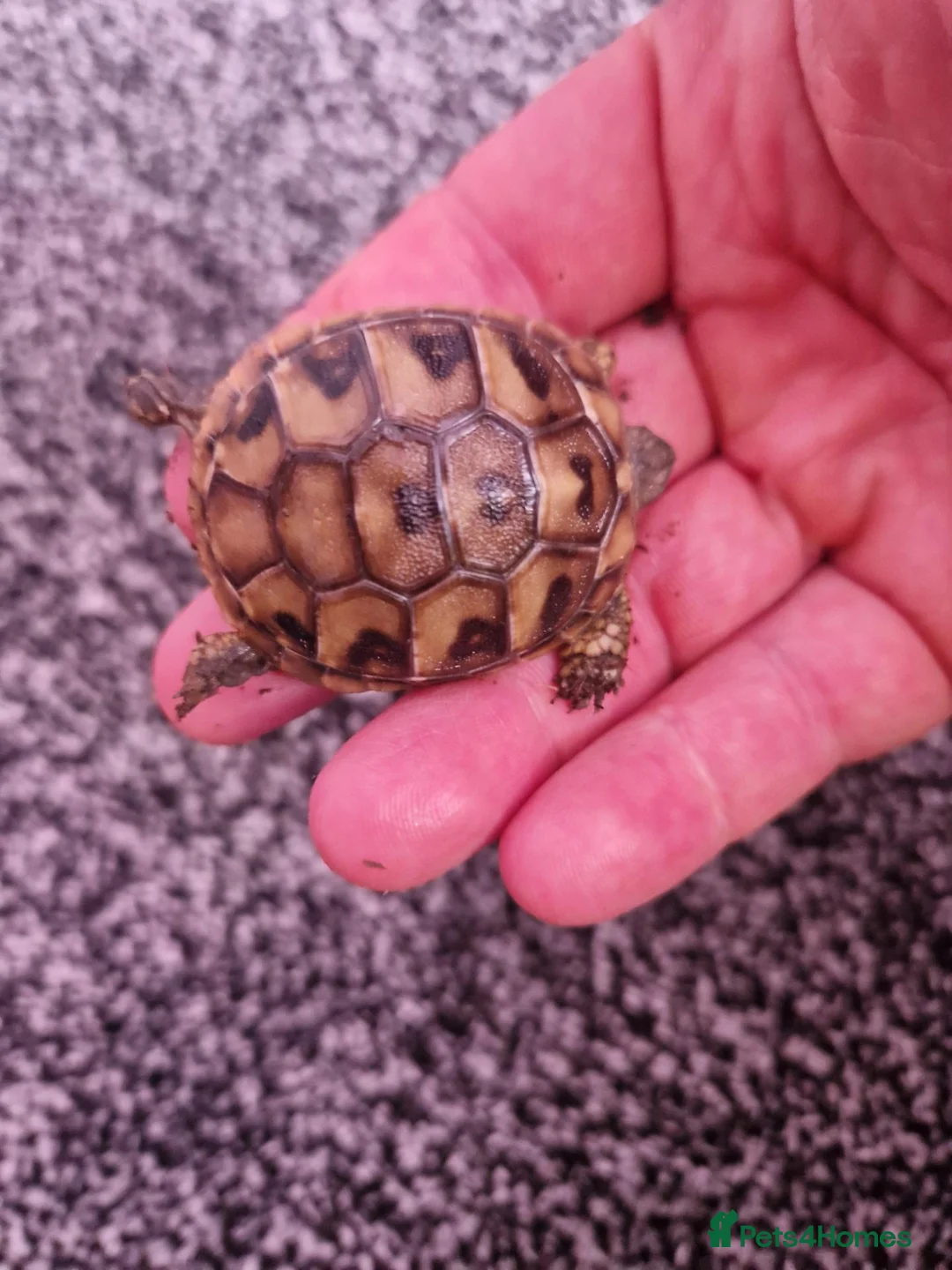 Hermann Tortoise reptiles for sale:  hermanns tortoise - Advert 2