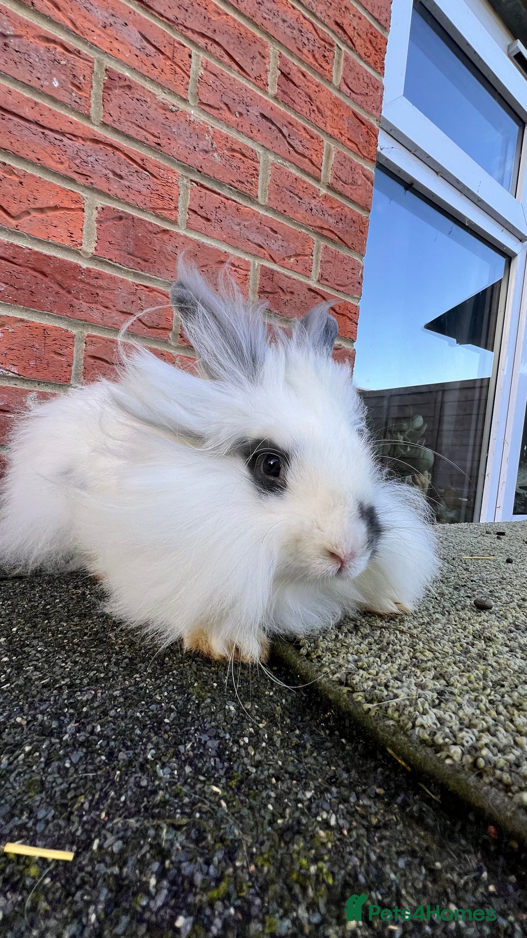 Angora rabbits for sale: Urgent 3 male rabbits for adoption  - Image 8