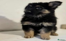 German Shepherd dogs for sale: German shepherd pups  - Image 10