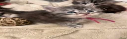 Maine Coon cats for sale: **PURE Maine Coon Kittens** 2 Boys / 4 Girls - Advert 15